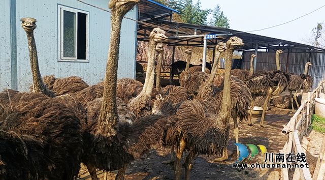 宜宾叙州：移民村托起鸵鸟养殖致富梦(图4)