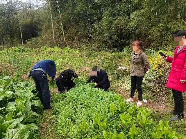 毒偏方，泸州两女子深山种罂粟2000余株(图4)