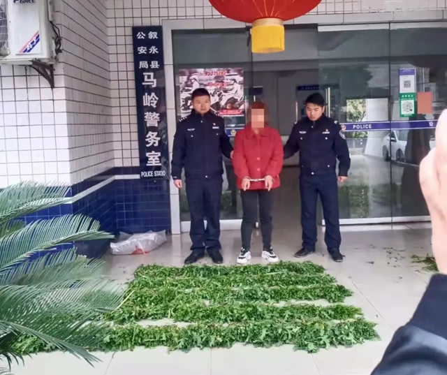 毒偏方，泸州两女子深山种罂粟2000余株(图6)