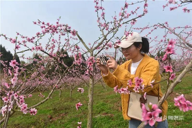 内江人，快来看桃花啦！(图2)