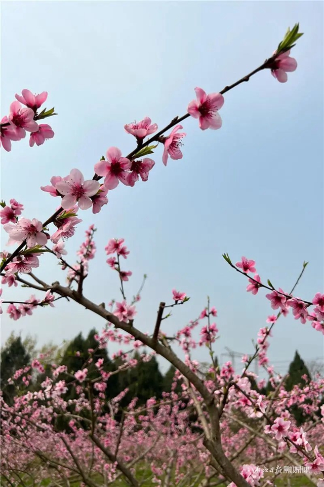 内江人，快来看桃花啦！(图3)