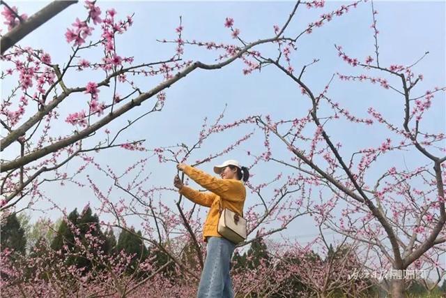 内江人，快来看桃花啦！(图4)