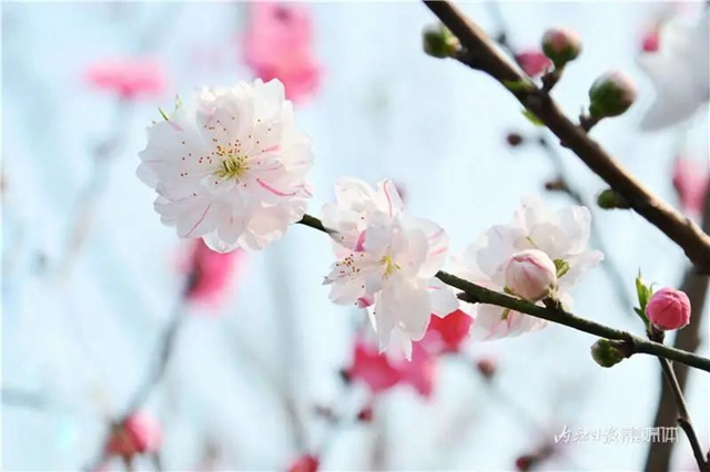 内江人，快来看桃花啦！(图5)