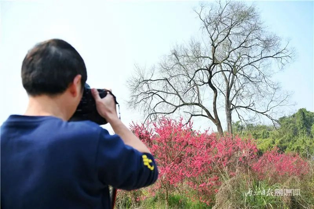 内江人，快来看桃花啦！(图6)