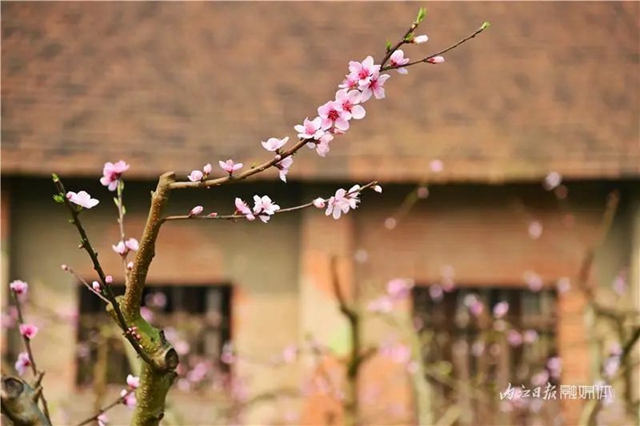 内江人，快来看桃花啦！(图7)