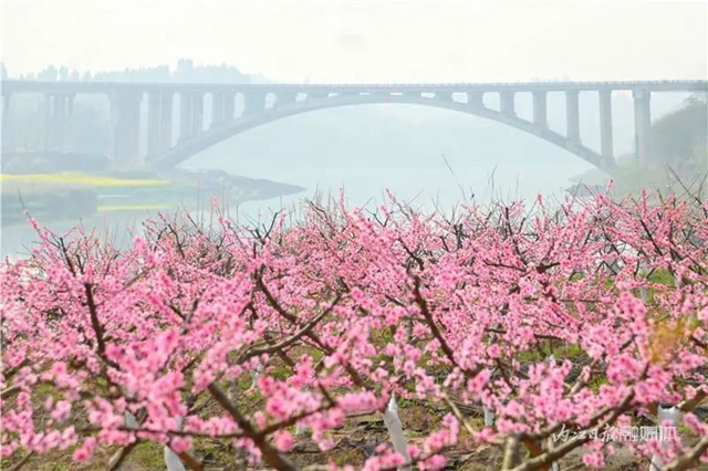 内江人，快来看桃花啦！(图8)