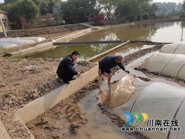 泸县云龙镇农技下乡助力春耕生产(图2)