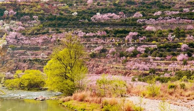 叙永乌蒙花海万亩桃李花竞芬芳 周末踏青赏花走起(图3)