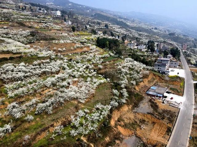 叙永乌蒙花海万亩桃李花竞芬芳 周末踏青赏花走起(图2)