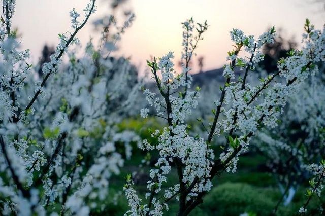 叙永乌蒙花海万亩桃李花竞芬芳 周末踏青赏花走起(图4)