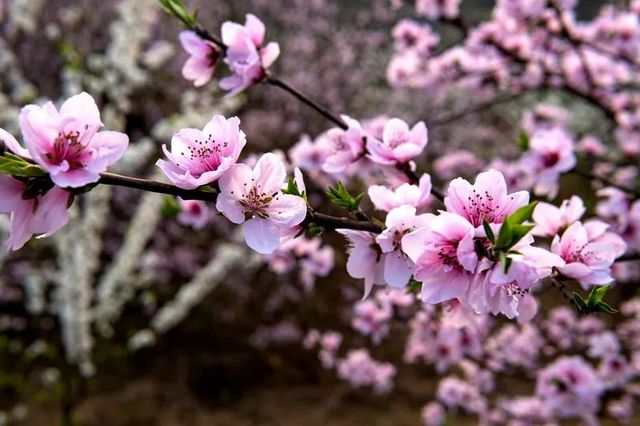 叙永乌蒙花海万亩桃李花竞芬芳 周末踏青赏花走起(图5)