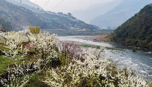叙永乌蒙花海万亩桃李花竞芬芳 周末踏青赏花走起(图9)