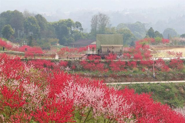陌上花开 | 纳溪:赴一场春之约,赏一树桃花开(图1) nEO_IMG_1.jpg