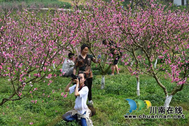 泸州通滩：桃花怒绽放，游人乐林中！(图3)