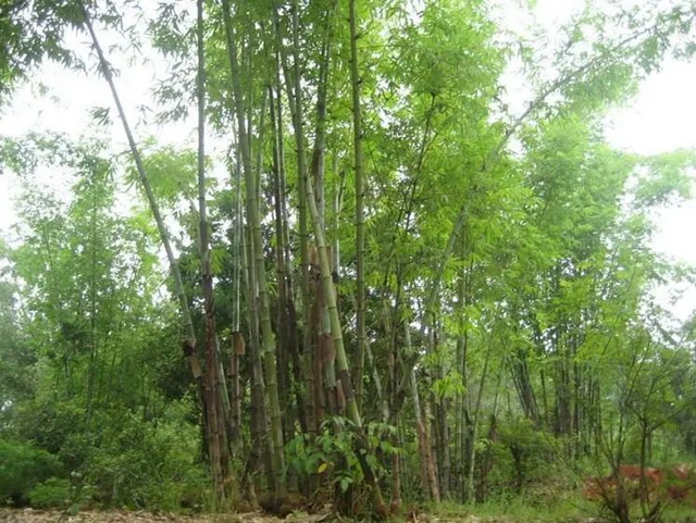 泸州：为抢毛竹嬢嬢出手伤人，法官化积怨邻里握手言和(图2)