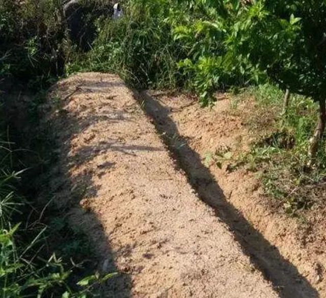 泸州：为抢毛竹嬢嬢出手伤人，法官化积怨邻里握手言和(图3)