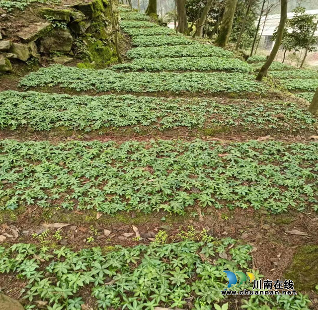 合江县：新乡贤变身社干部，中药材铺就致富路(图1)
