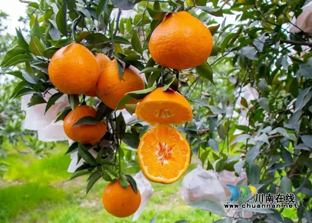 合江县甘雨镇：新乡贤种植粑粑柑，撂荒地变身花果山(图1)