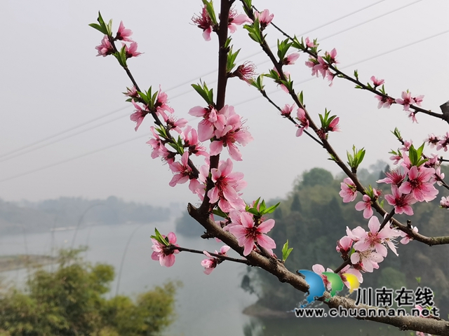 泸县立石镇:百亩桃花浪漫邀约,农旅融合助力乡村振兴(图1) 泸县立石镇:百亩桃花浪漫邀约,农旅融合助力乡村振兴(图1)