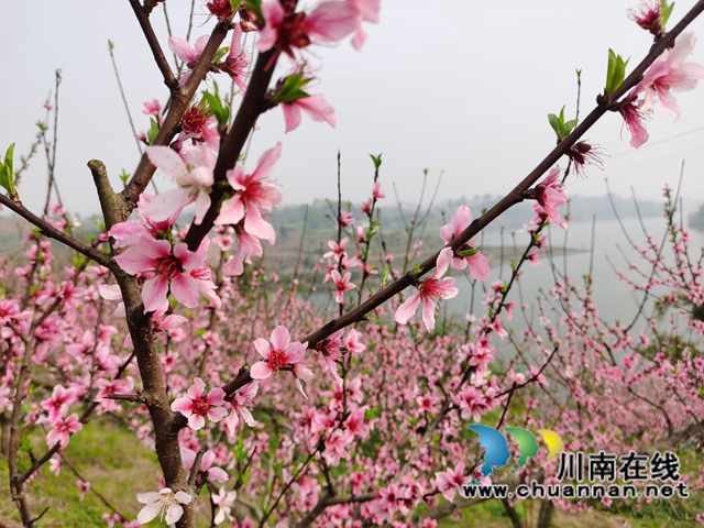 泸县立石镇:百亩桃花浪漫邀约,农旅融合助力乡村振兴(图3) 泸县立石镇:百亩桃花浪漫邀约,农旅融合助力乡村振兴(图3)