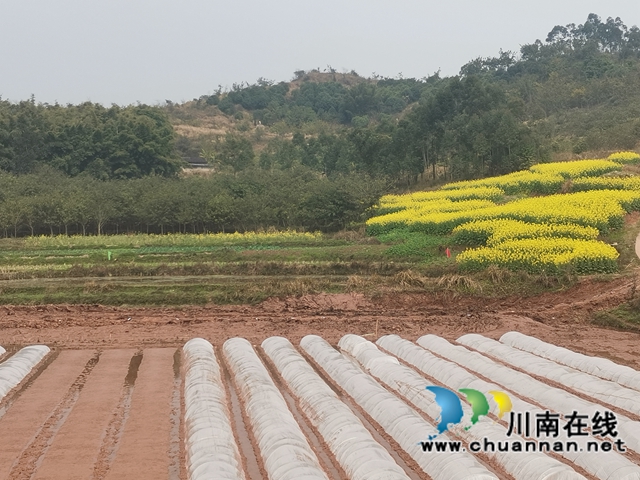 藏粮于地，藏粮于技！泸县牛滩镇建设高标准农田8400亩(图1)