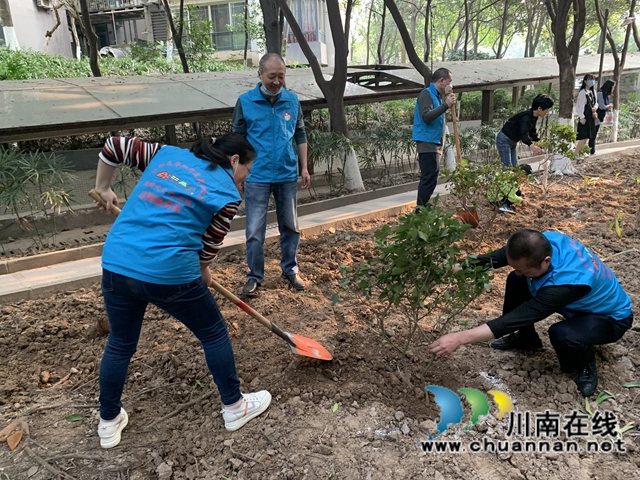 江阳区华阳街道：为小区添一抹绿，守护美好家园(图4)