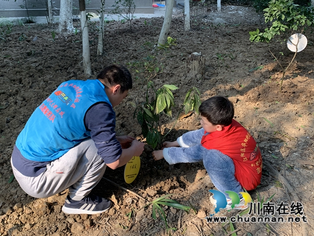 江阳区华阳街道：为小区添一抹绿，守护美好家园(图6)