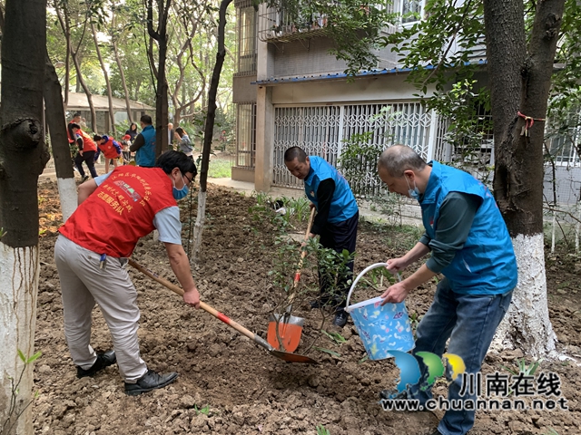 江阳区华阳街道：为小区添一抹绿，守护美好家园(图5)