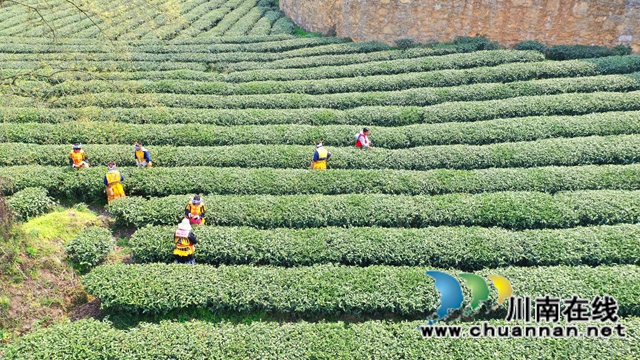 古蔺：万亩春茶吐新芽，苗乡采茶忙不停(图1)
