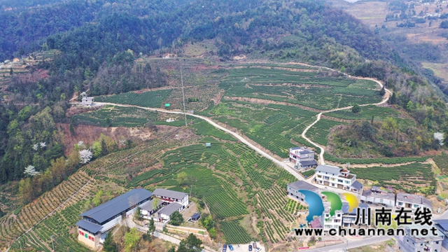 古蔺：万亩春茶吐新芽，苗乡采茶忙不停(图3)