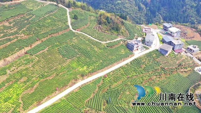 古蔺：万亩春茶吐新芽，苗乡采茶忙不停(图2)