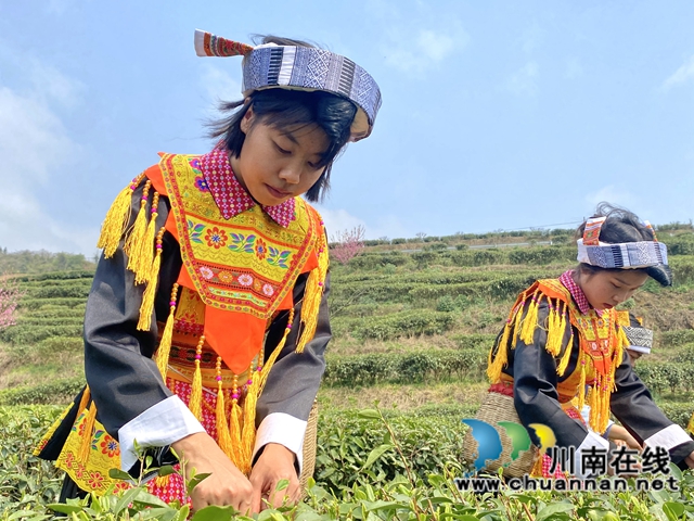 古蔺：万亩春茶吐新芽，苗乡采茶忙不停(图4)