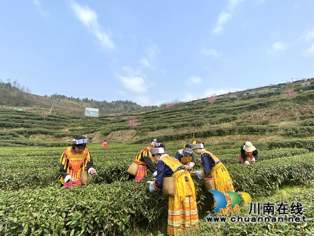 古蔺：万亩春茶吐新芽，苗乡采茶忙不停(图5)