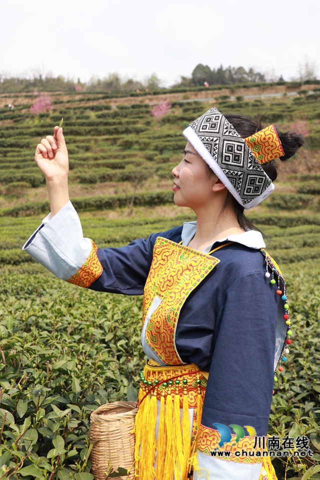古蔺：万亩春茶吐新芽，苗乡采茶忙不停(图6)