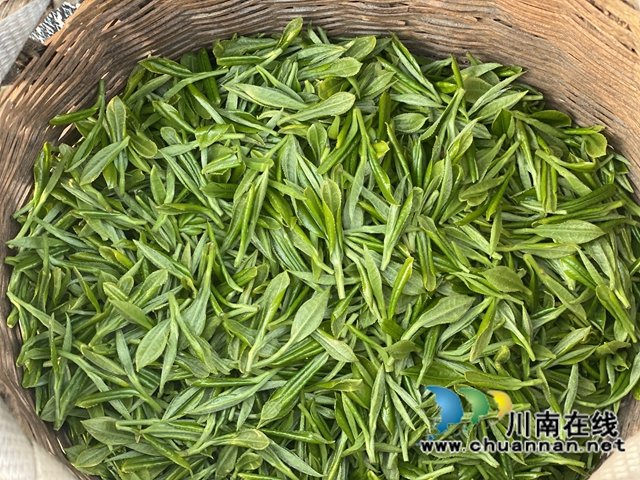 古蔺：万亩春茶吐新芽，苗乡采茶忙不停(图10)