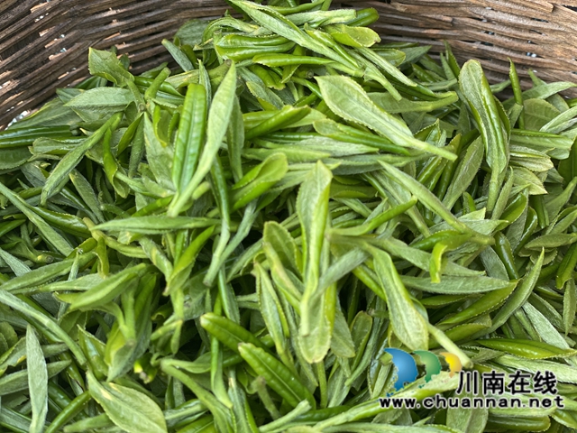 古蔺：万亩春茶吐新芽，苗乡采茶忙不停(图11)