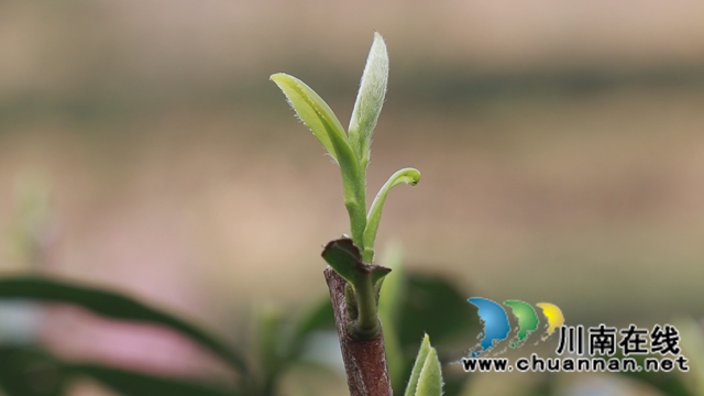 古蔺：万亩春茶吐新芽，苗乡采茶忙不停(图13)