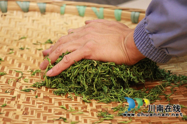 古蔺：万亩春茶吐新芽，苗乡采茶忙不停(图7)
