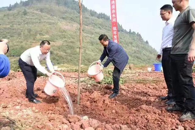 泸州市2022年完成义务植树30万株(图7) 泸州市2022年完成义务植树30万株(图7)