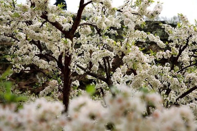 叙永乌蒙花海迎来盛花期，花舞人间最诗意！(图3)