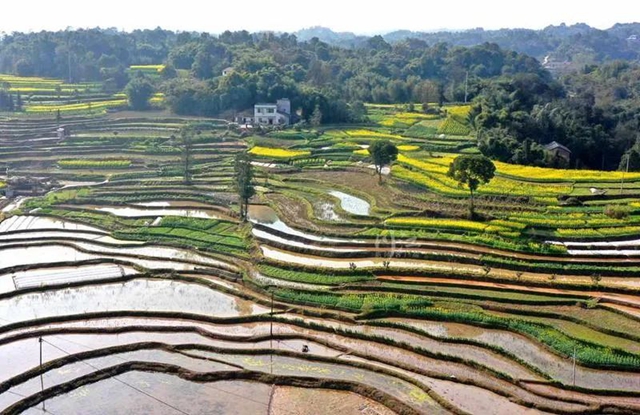 《人民日报》头版关注泸州纳溪春耕生产(图5) 《人民日报》头版关注泸州纳溪春耕生产(图5)