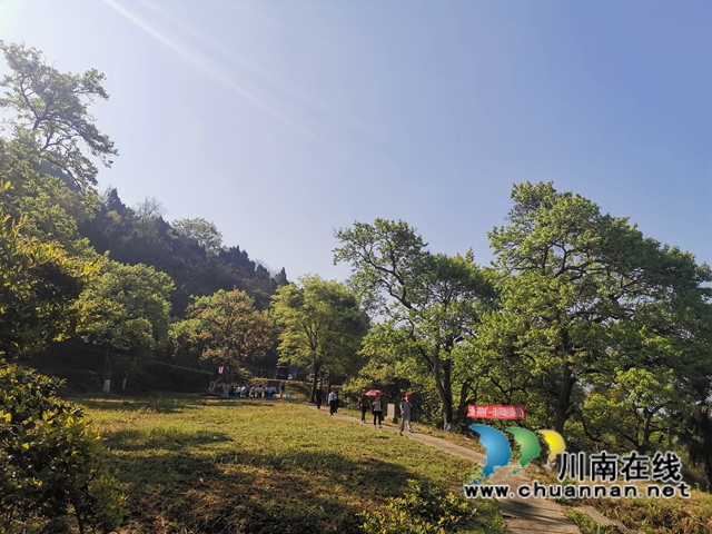 凝聚生态保护共识！泸县云锦镇人大代表、政协委员助推百年梨园绿色发展(图7)