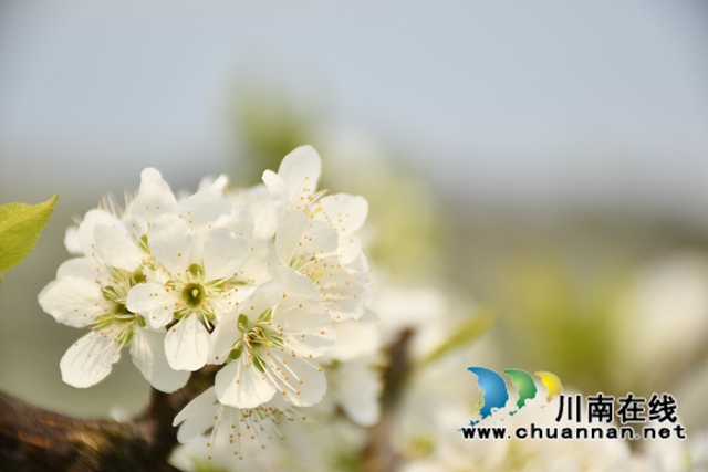 古蔺县金兰街道：脆红李花缀满枝，丰收有盼头！(图2)