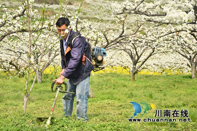 古蔺县金兰街道：脆红李花缀满枝，丰收有盼头！(图4)