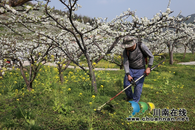 古蔺县金兰街道：脆红李花缀满枝，丰收有盼头！(图6)
