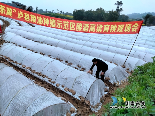 九三学社社员陈应平：立足泸州“东翼”农业发展，助力川渝融合共兴(图2)