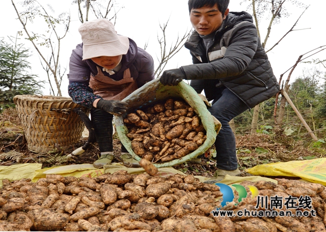 大规模种植乌天麻,古蔺县彰德街道让“贫瘠大山”变成“致富青山”(图1) 大规模种植乌天麻,古蔺县彰德街道让“贫瘠大山”变成“致富青山”(图1)