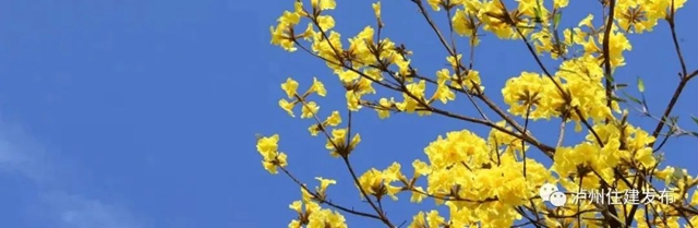 “花”点时间，看泸州“街花”图鉴(图3)