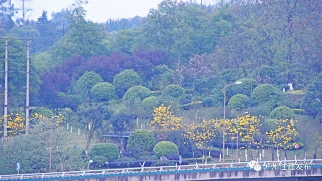 “花”点时间，看泸州“街花”图鉴(图7)