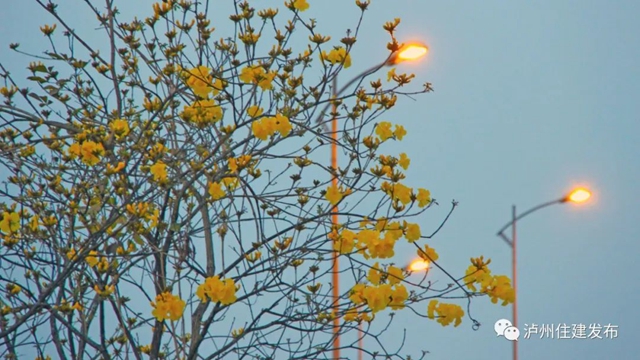 “花”点时间，看泸州“街花”图鉴(图6)